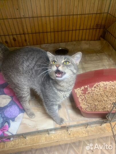 Молодой котик - Мартин