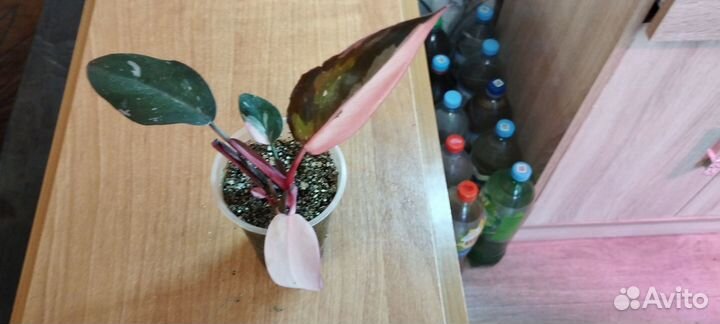 Филодендроны Белая, Розовая Принцессы, Вайт Визарт