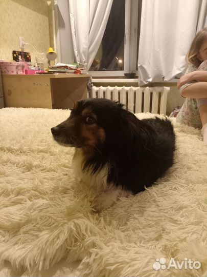 Найдена собачка