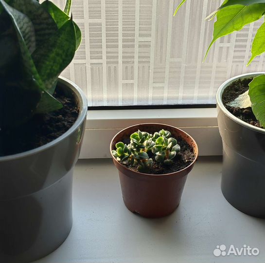 Суккулент Адромискус