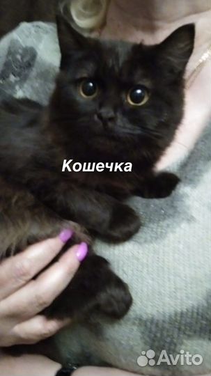 Кошка