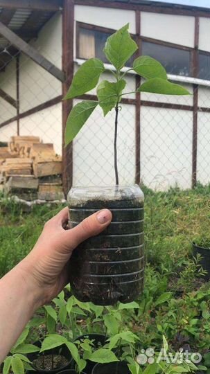 Катальпа прекрасная