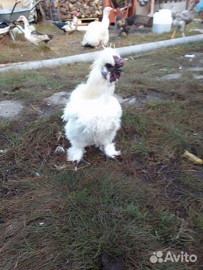 Петух китайский шелковый