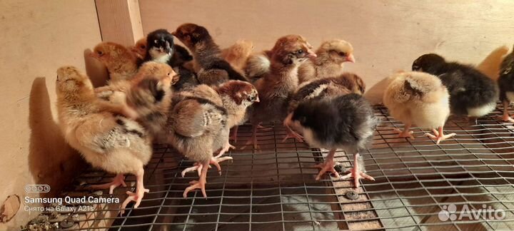 Цыплята доминанты