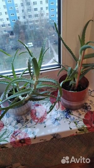 Алоэ столетник 5 7 лет