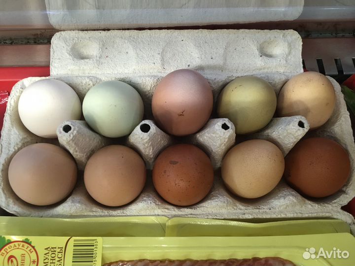 Яйца для инкубации