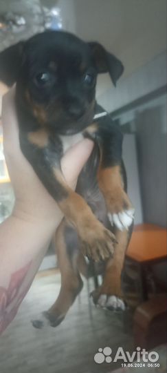 Щенок той терьер