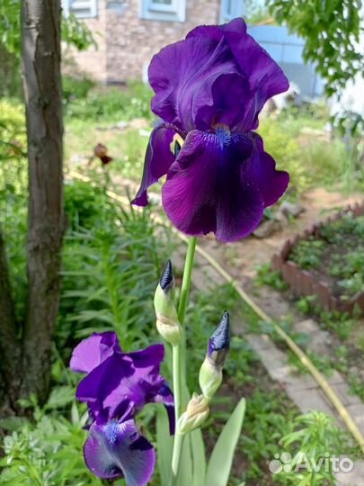 Ирисы