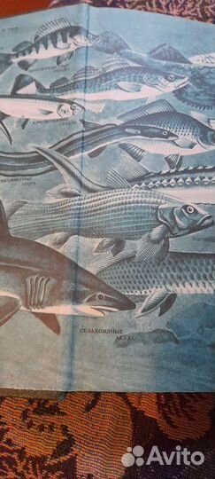 Жизнь животных т.4