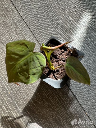 Сциндапсус, синглниум,филодендрон