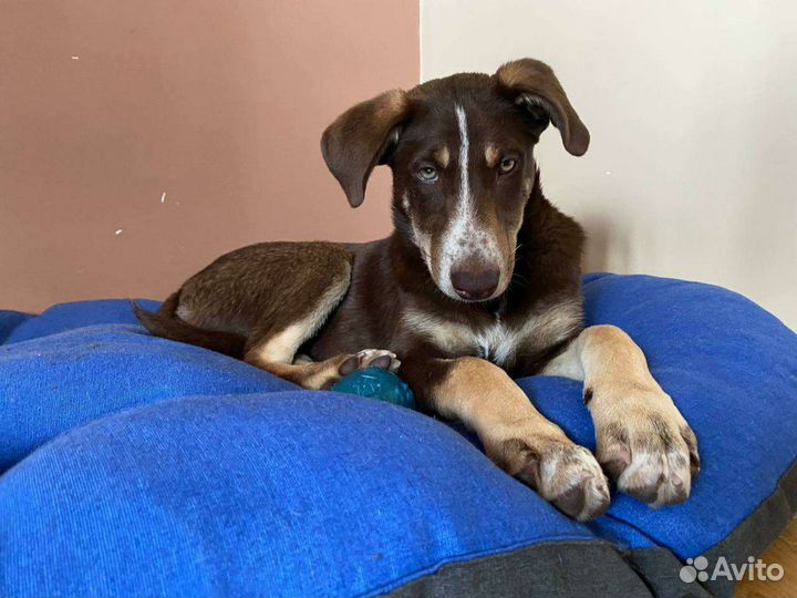 Щенок в добрые руки