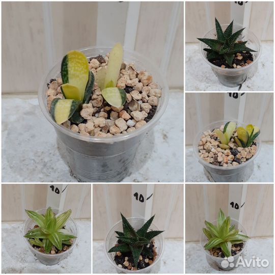 Монстера Альба,Хавортия, Гастерия, Алоэ, Пеперомия