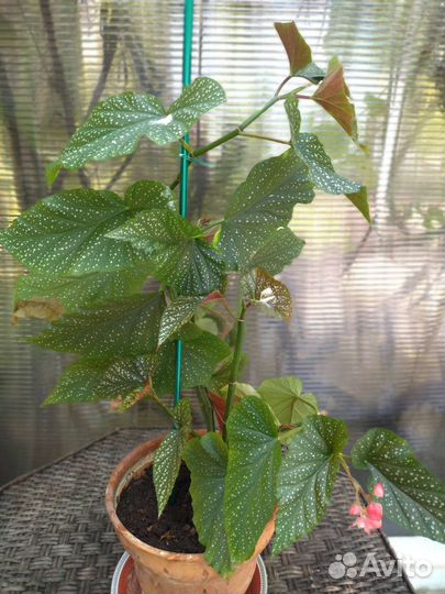 Бегония королевская