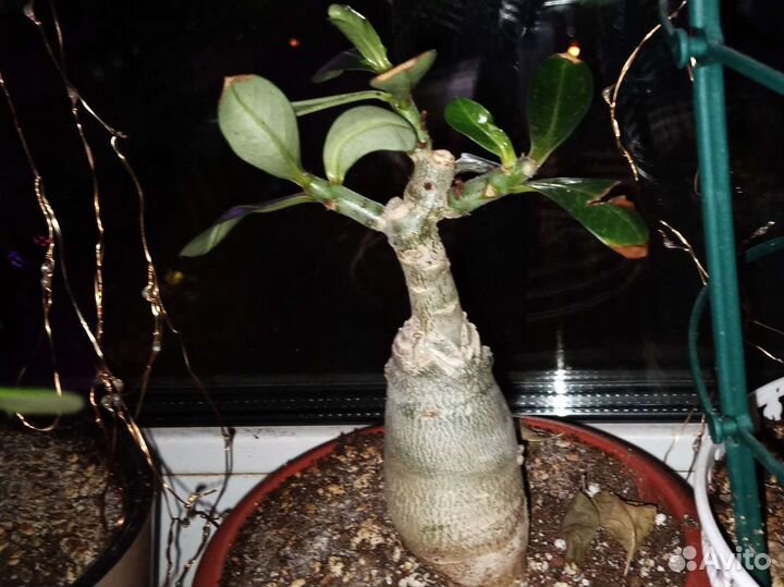 Адениум Nhu Lan, прививка