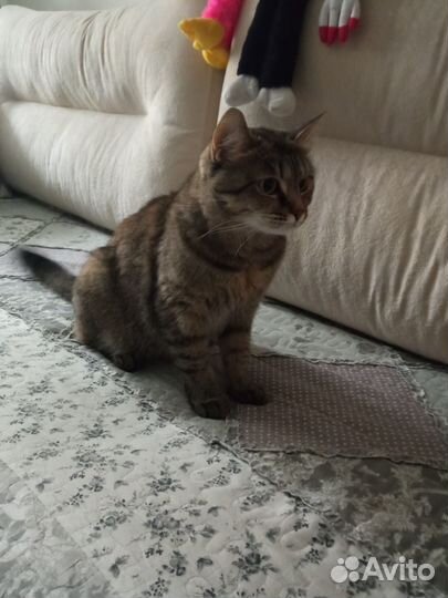 Отдам бесплатно кошку