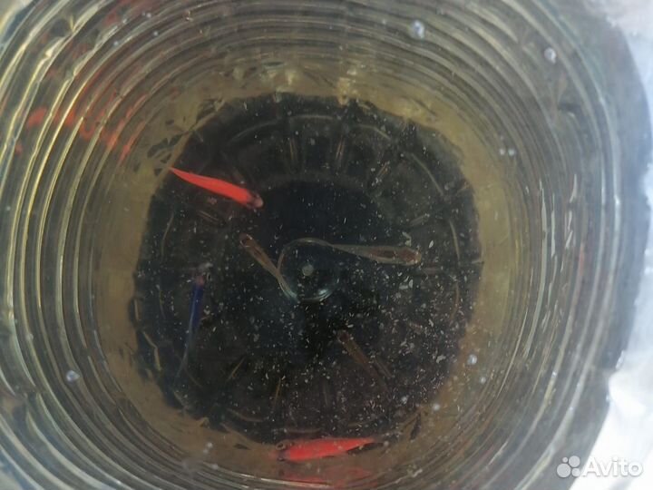 Аквариумные рыбки отдам бесплатно