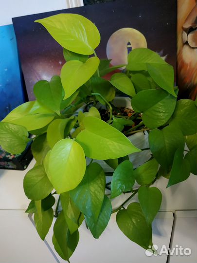 Эпипремнумы (сциндапсусы) хеппи лив, н-джой и др