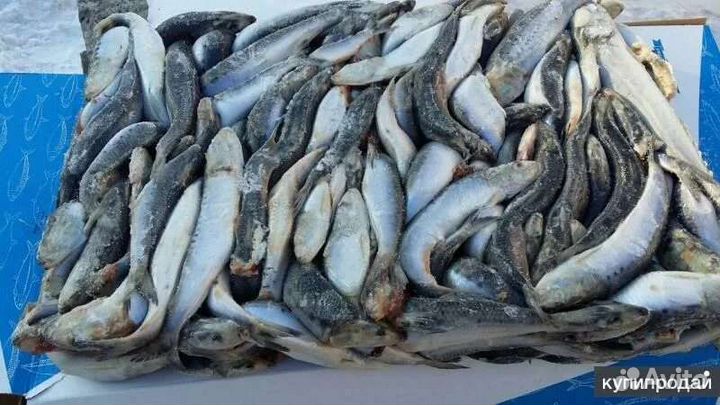 Рыба свежемороженая иваси (скумбрия ) на корм
