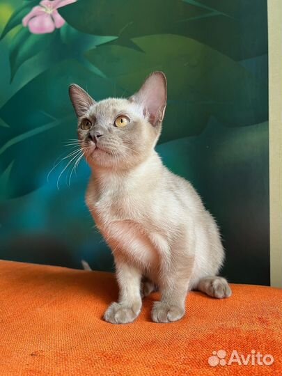 Котята бурманской кошки