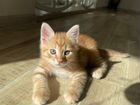 Котёнок Метис Сибирской кошки