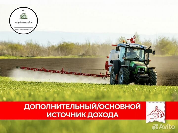 Ищу инвестора в чеснок. Доход до 500тыс в месяц
