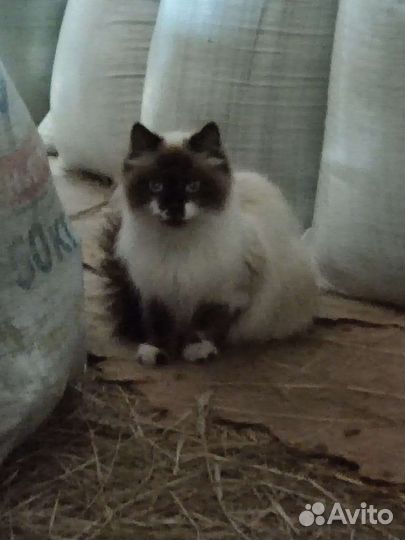 Красивые котята в добрые руки