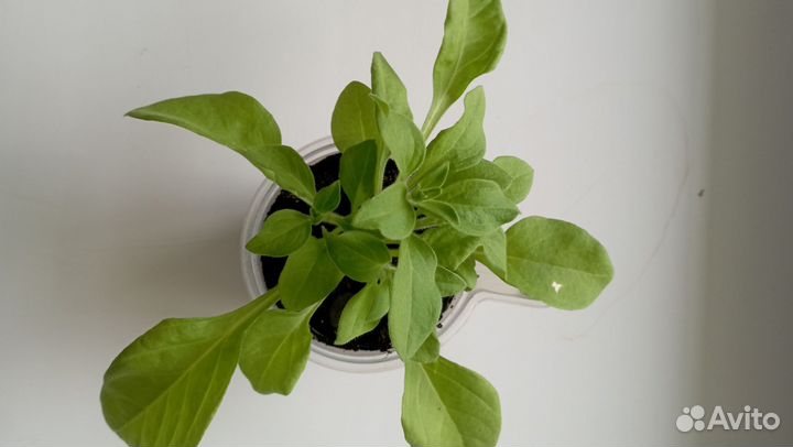 Цветы петунии рассада