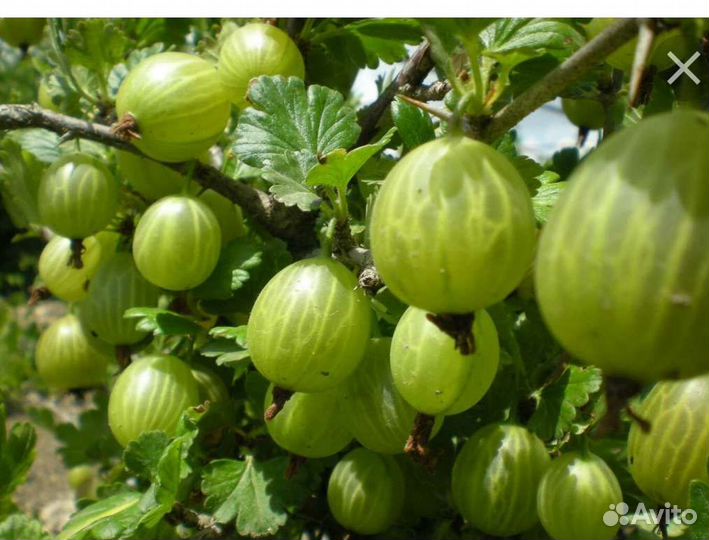 Зелёный крыжовник