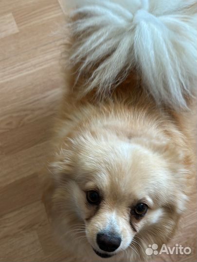 Щенки немецкого шпица