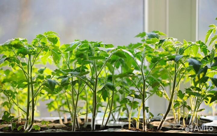 Рассада помидоров томатов
