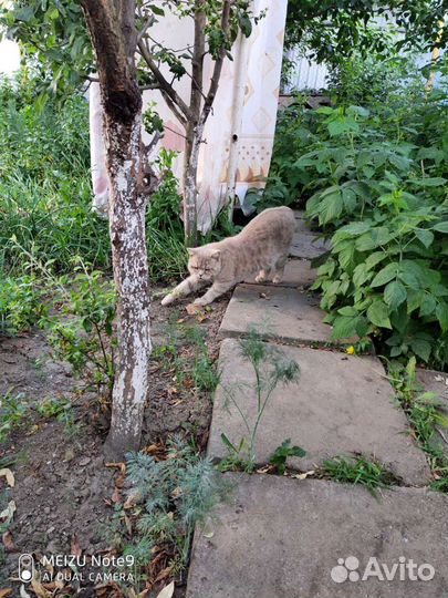 Найденные коты