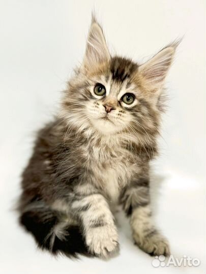 Мейн-кун самка с документами