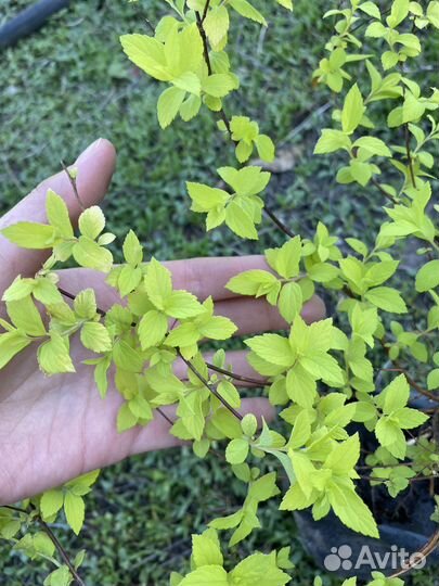 Спирея Голдмаунд