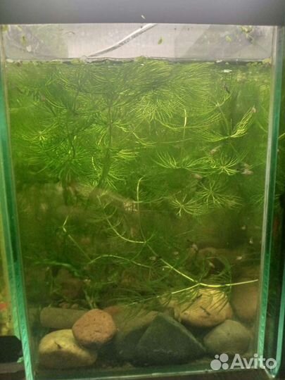 Аквариумные растения рыбки креветки