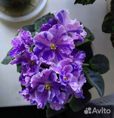 Фиалка пт-Луиза