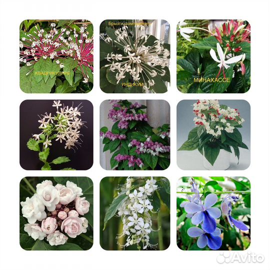 Клередендруи Укоренённые черенки