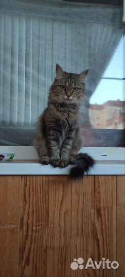 Кошки в добрые руки