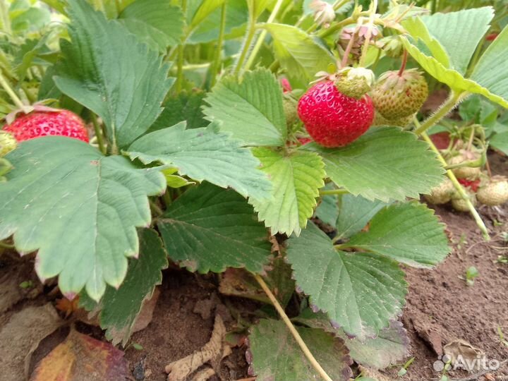 Рассада виктории