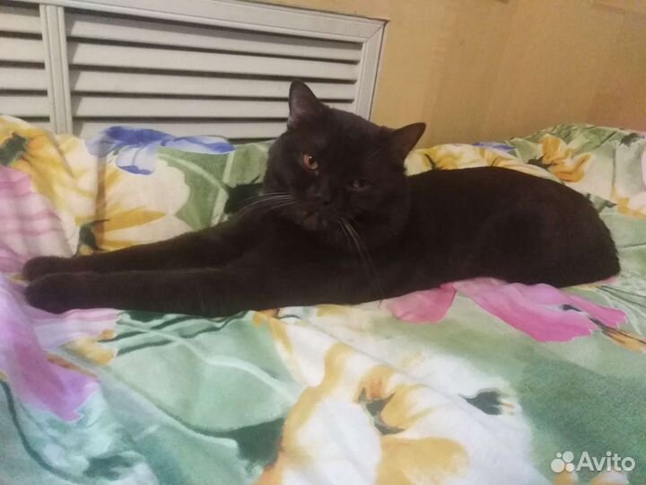 Кот вязка