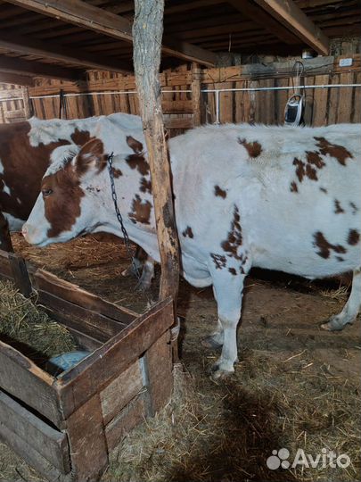 Коровы дойные молочные