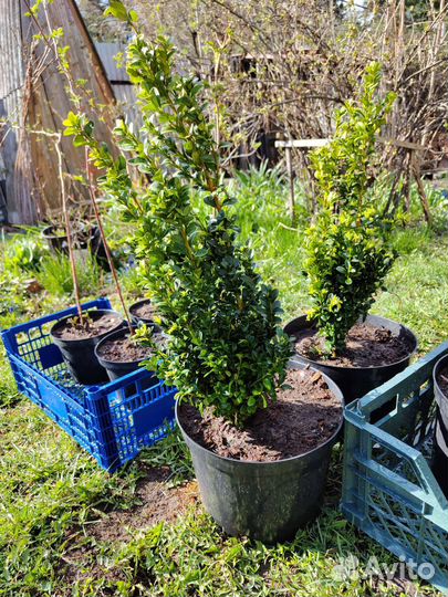 Саженцы самшита