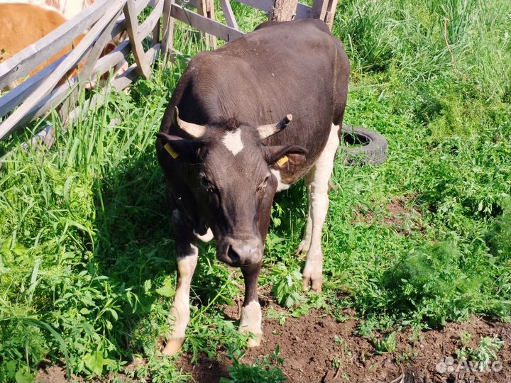 Корова, телки, бык племенной, телята