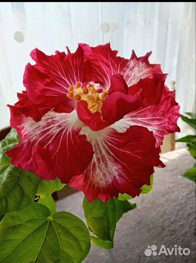 Гибискус комнатный сортовой