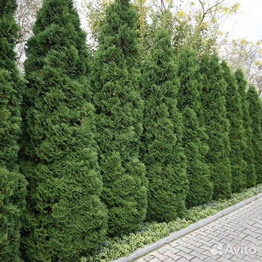 Туя узкая информация в описании