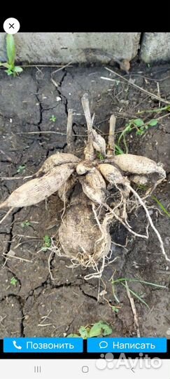 Георгин многолетник(клубни)