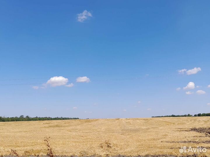 Корм для животных