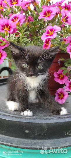 Котята в добрые руки бесплатно