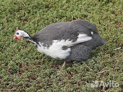 Птица цесарки