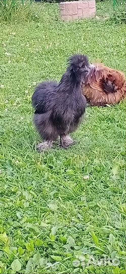 Цыплята Китайской Шелковой/ Петухи. Утак Индоутки