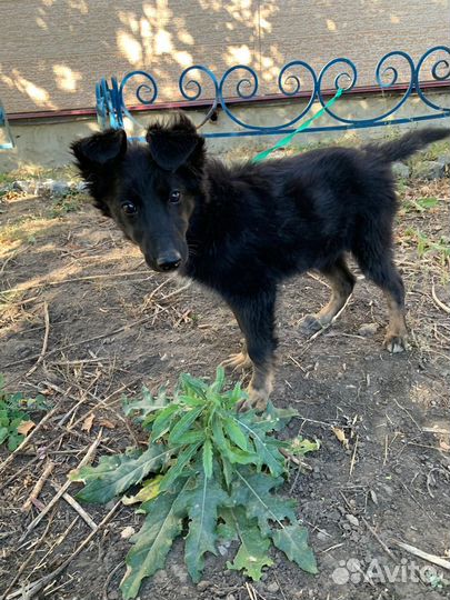 Щенок девочка 4 мес. Похожа на немецкую овчарку